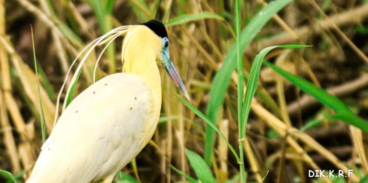 Pacaya Samiria Amazon Lodge Nauta Exteriér fotografie