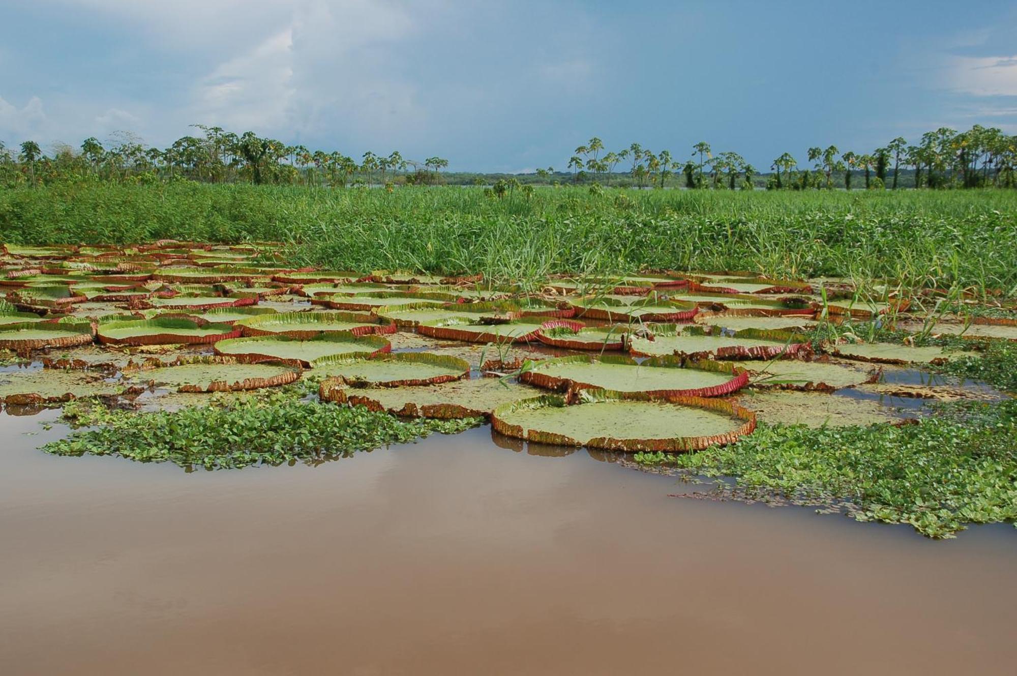 Pacaya Samiria Amazon Lodge Nauta Exteriér fotografie
